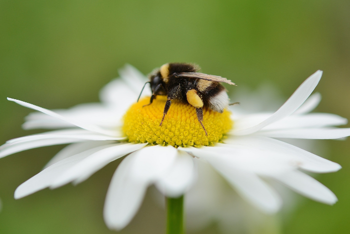 Salviamo prima le api e poi pensiamo alla scrittura di contenuti digitali